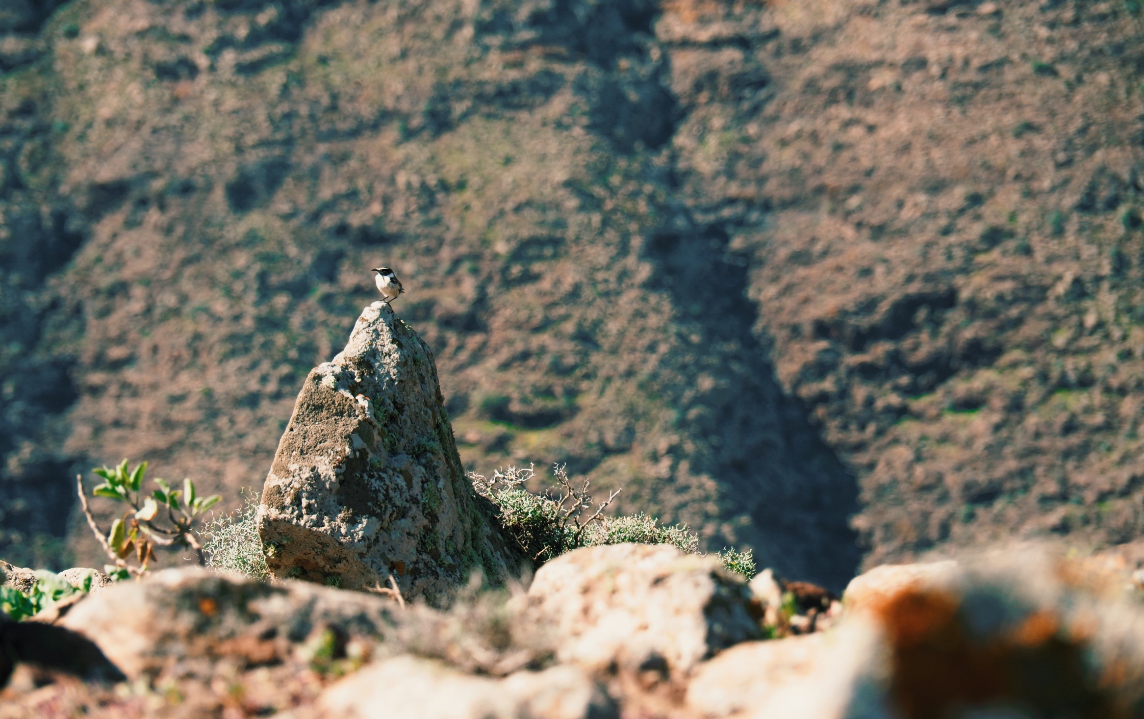 Small bird sitting on brown, organize rock, spottet while hiking to Pico de la Zarza on Fuerteventura