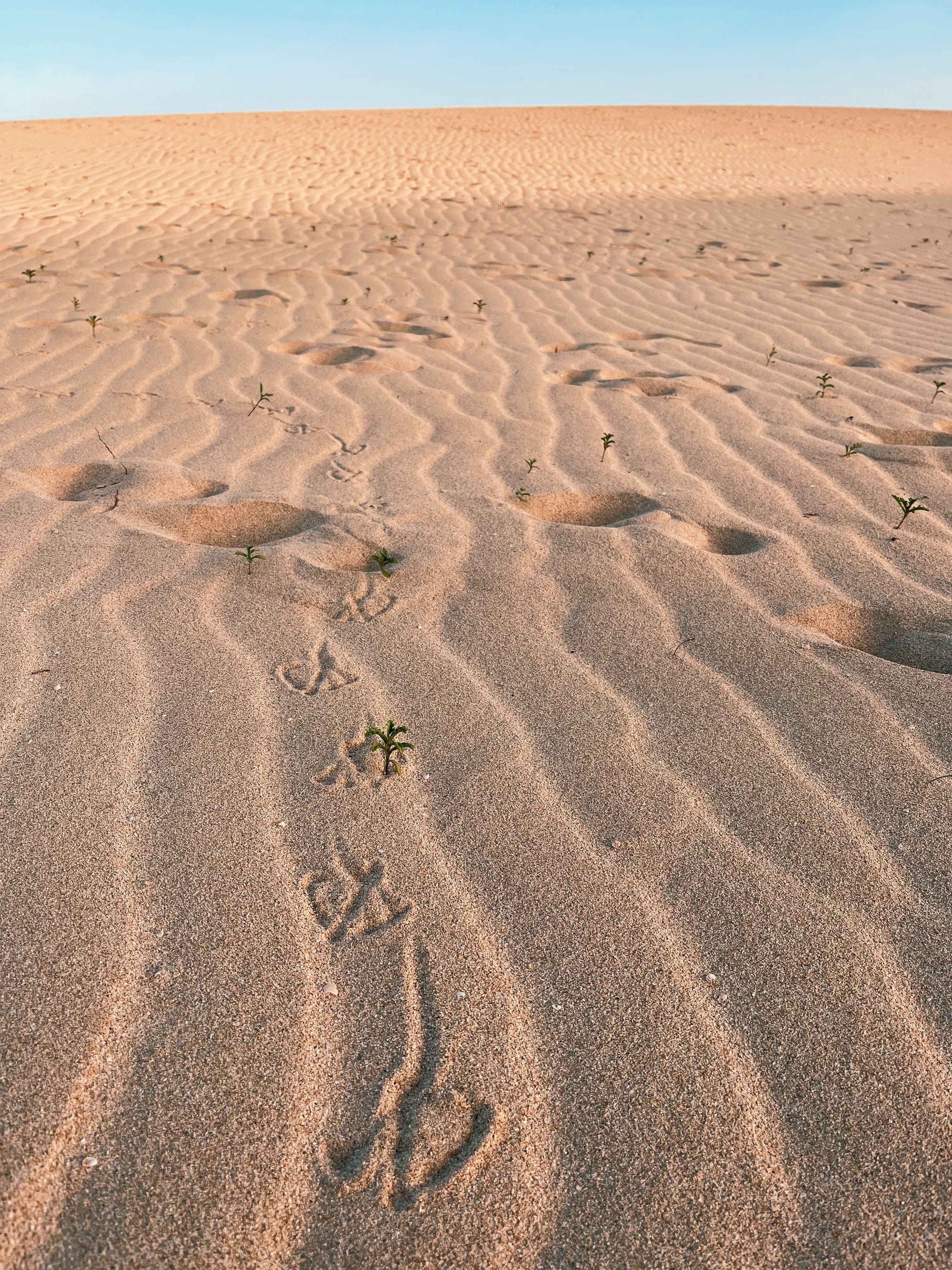 Sand dunes of Parque Natural de Corralejo while hiking on Fuerteventura