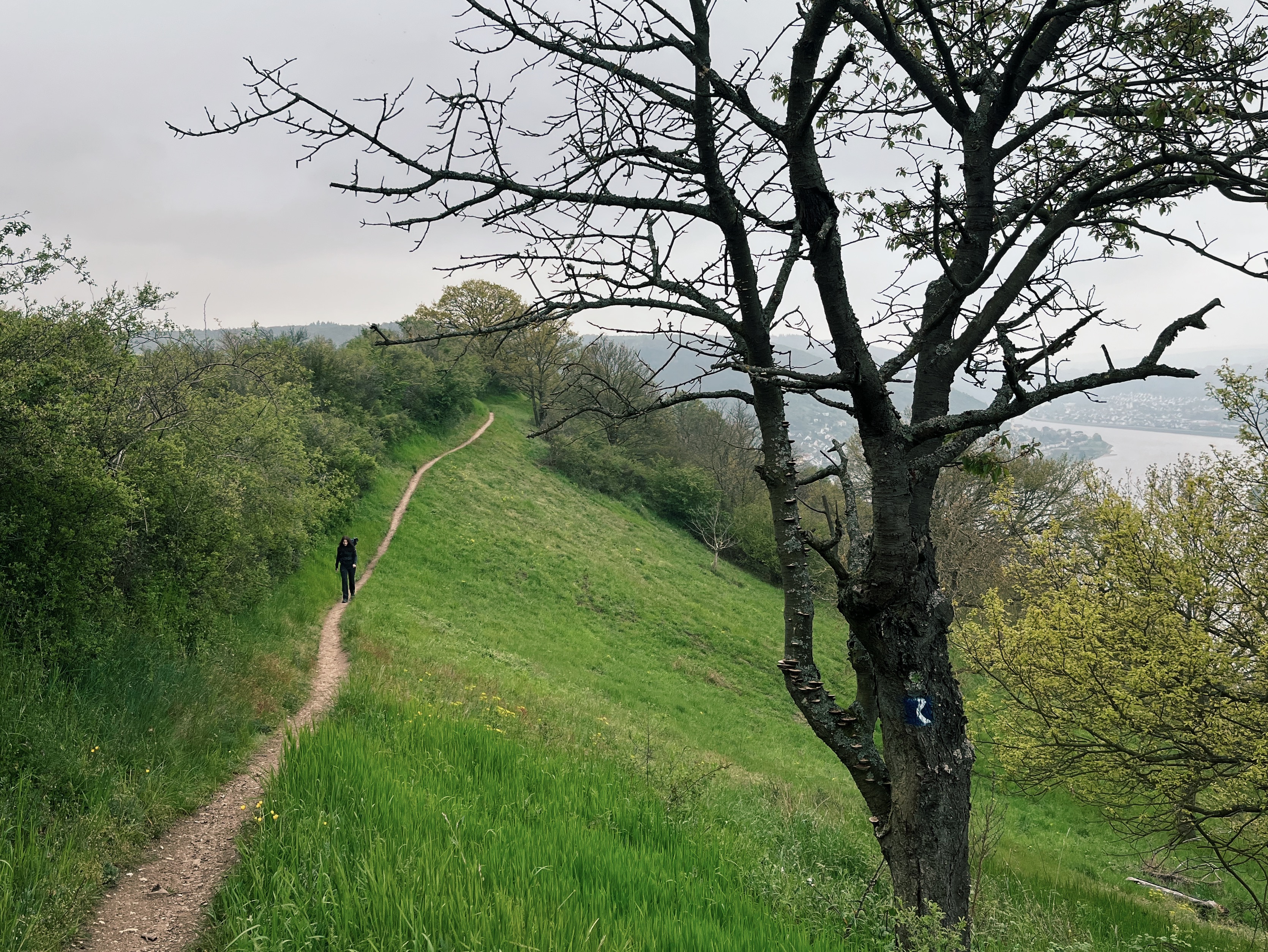 Pathway-on-the-rheinsteig-hiking-trail-in-germany