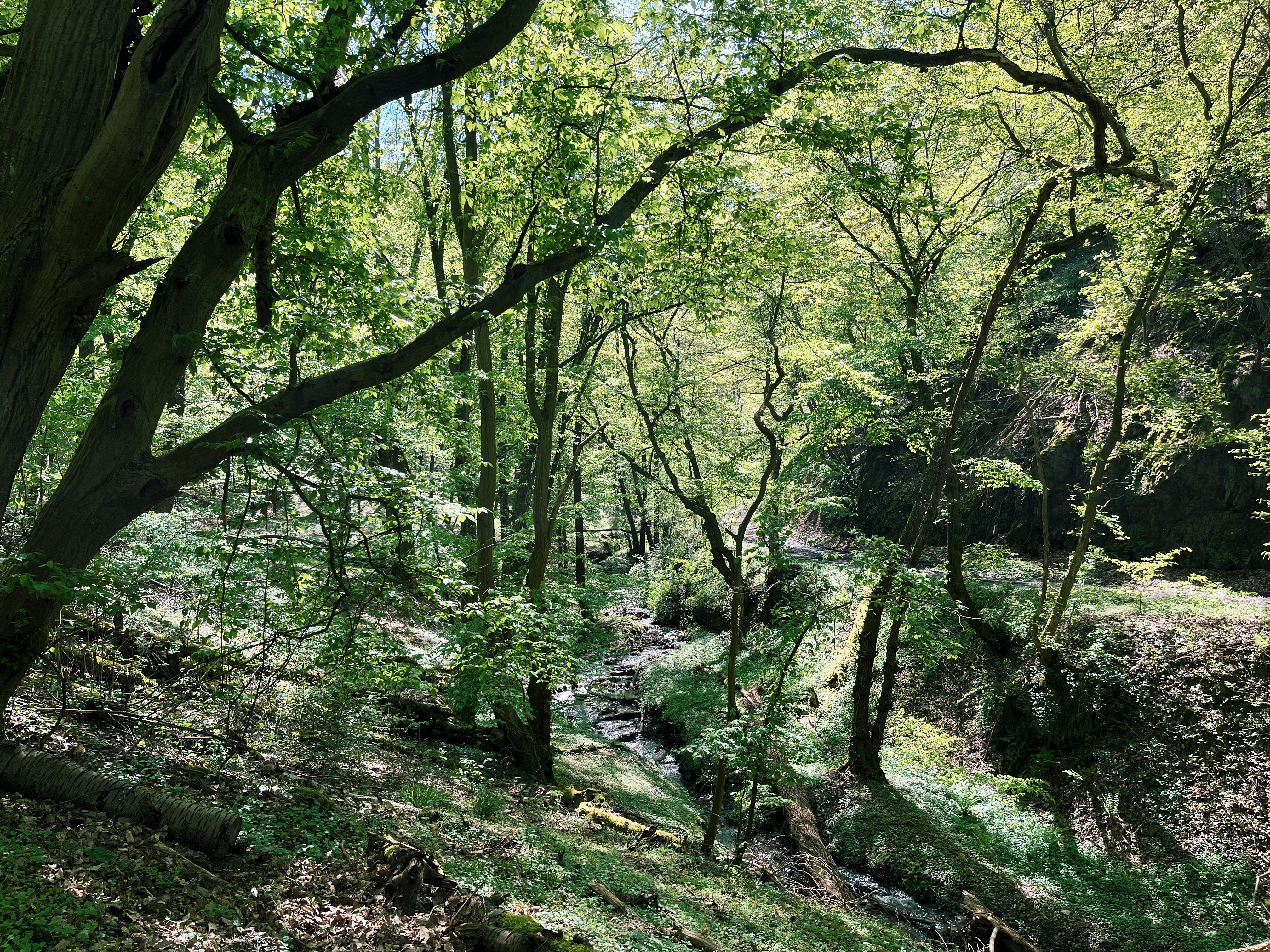 green-forest-on-the-rheinsteig-hiking-trail-in-germany