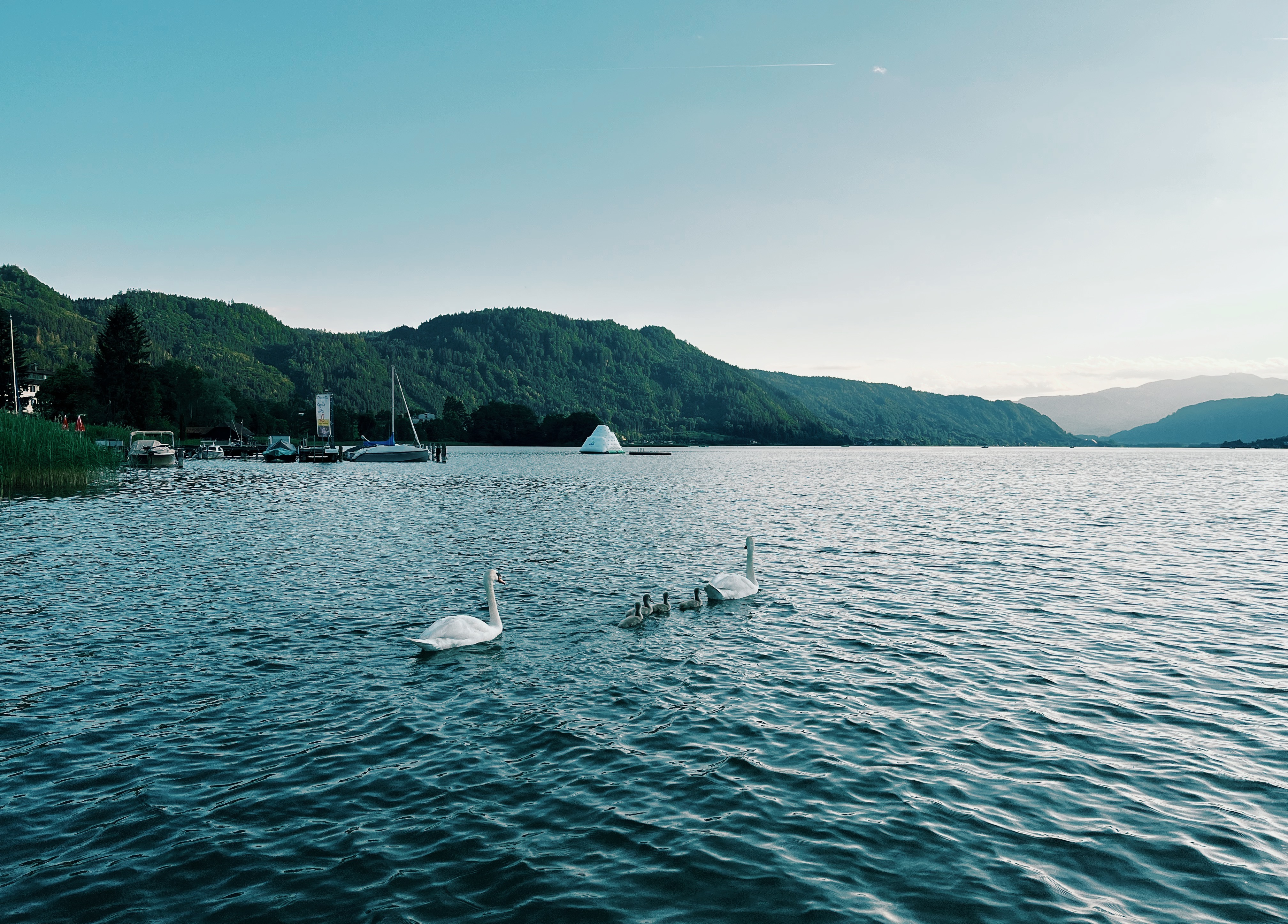 Swans swimming on Lake Ossiach in Austria