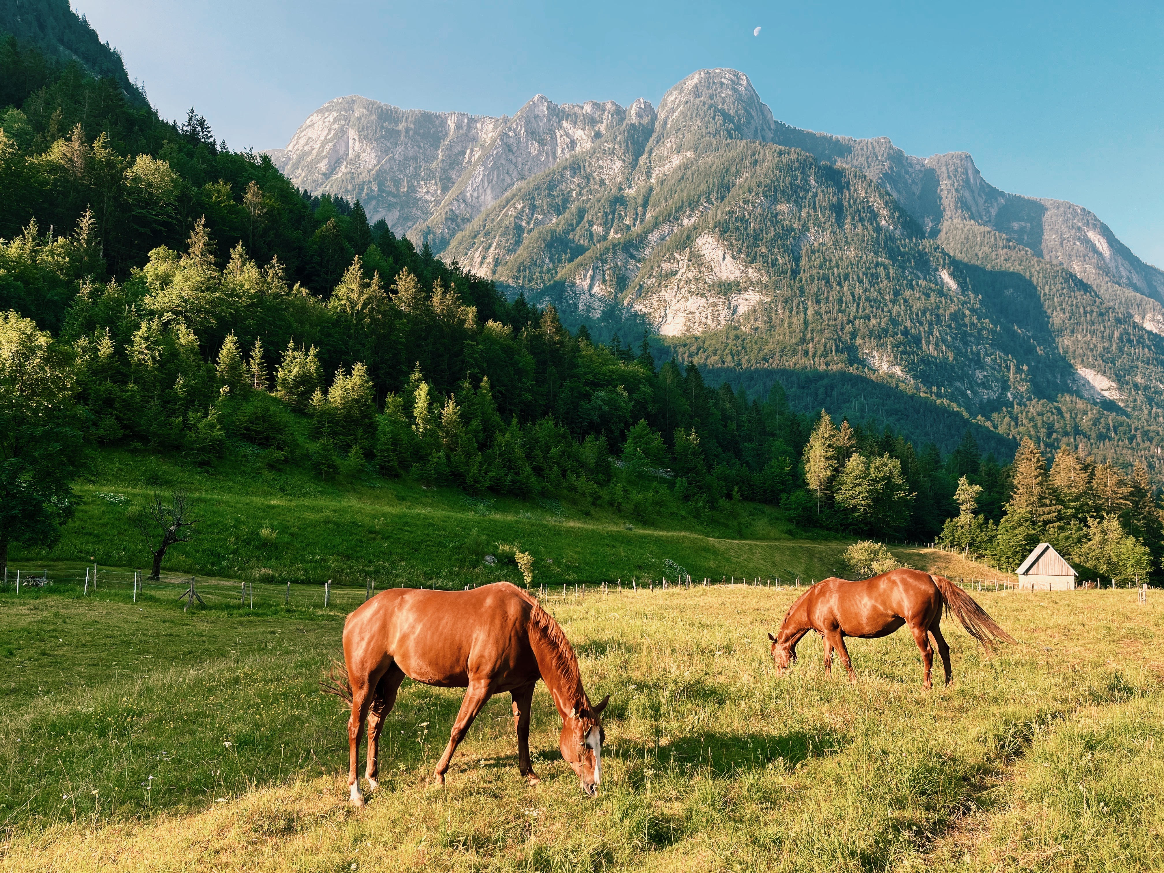 Horses grazing in front of mountain range in the Soca Valley, Slovenia, on the Alpe Adria Trail, the best thru-hiking trail for beginners