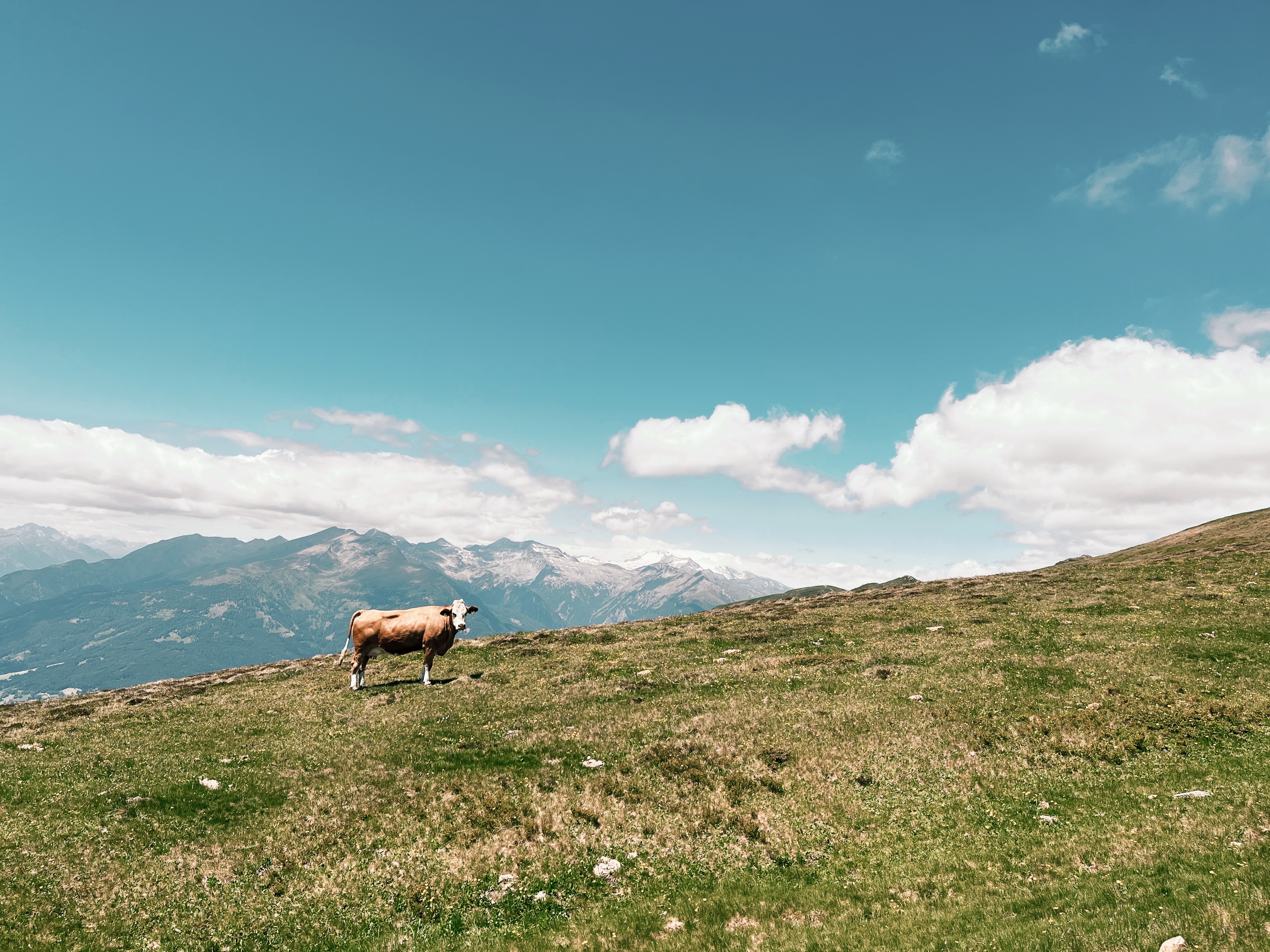 Cow in front of mountain scenary on the Alpe Adria Trail, a long-distance hiking trail in Europe