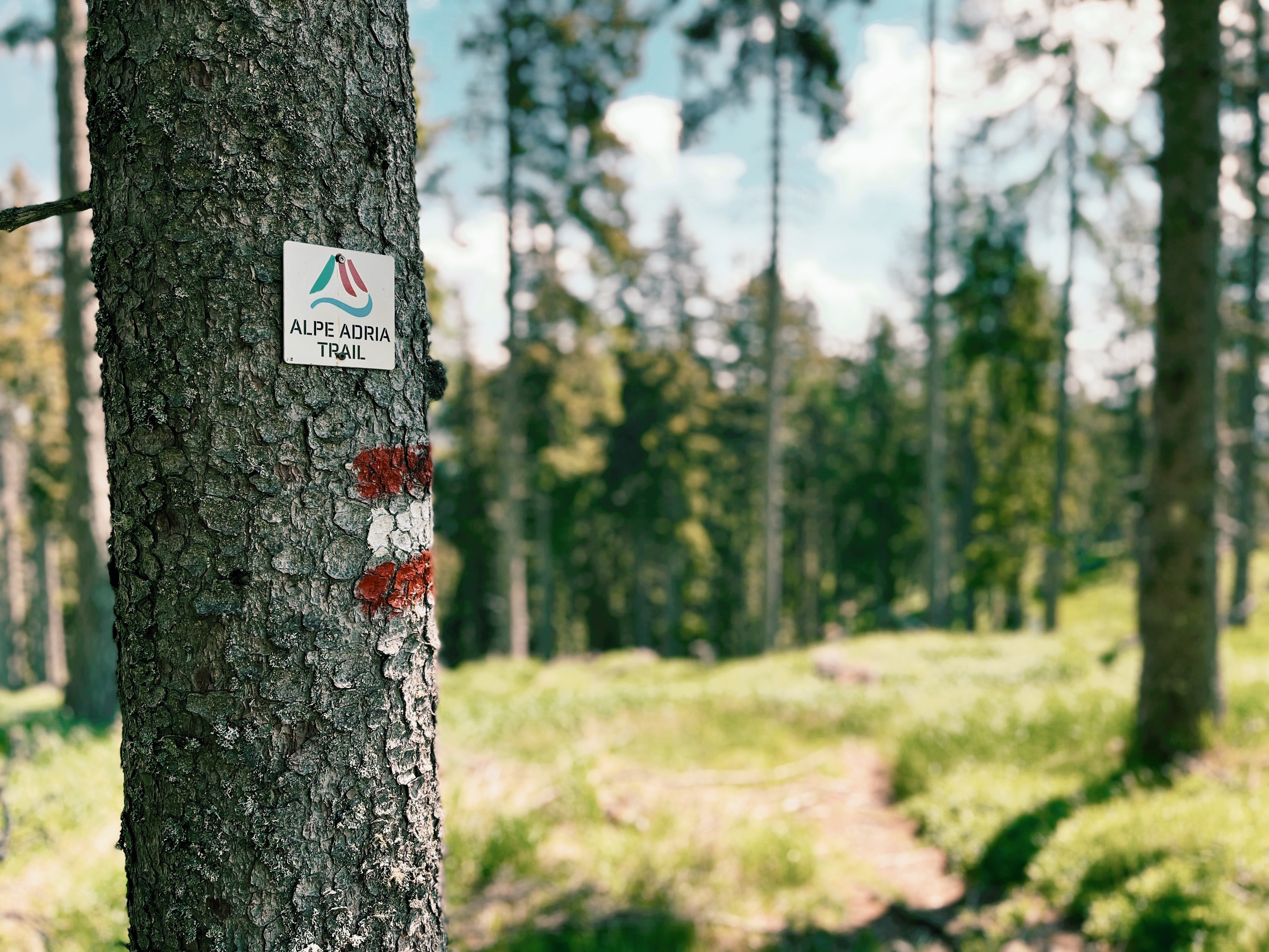 Road sign on tree in forest on the Alpe Adria Trail, a long-distance hiking trail in Europe